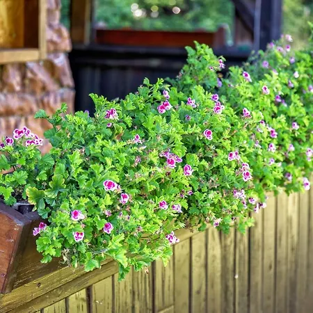 Pod Lipou * Oscadnica